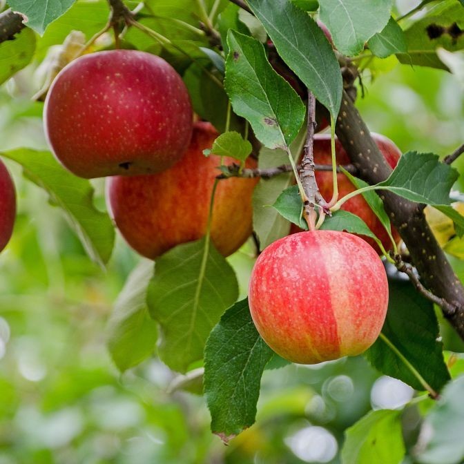 Galla Apple Grafted Fruit Tree In Quart Pot gallery