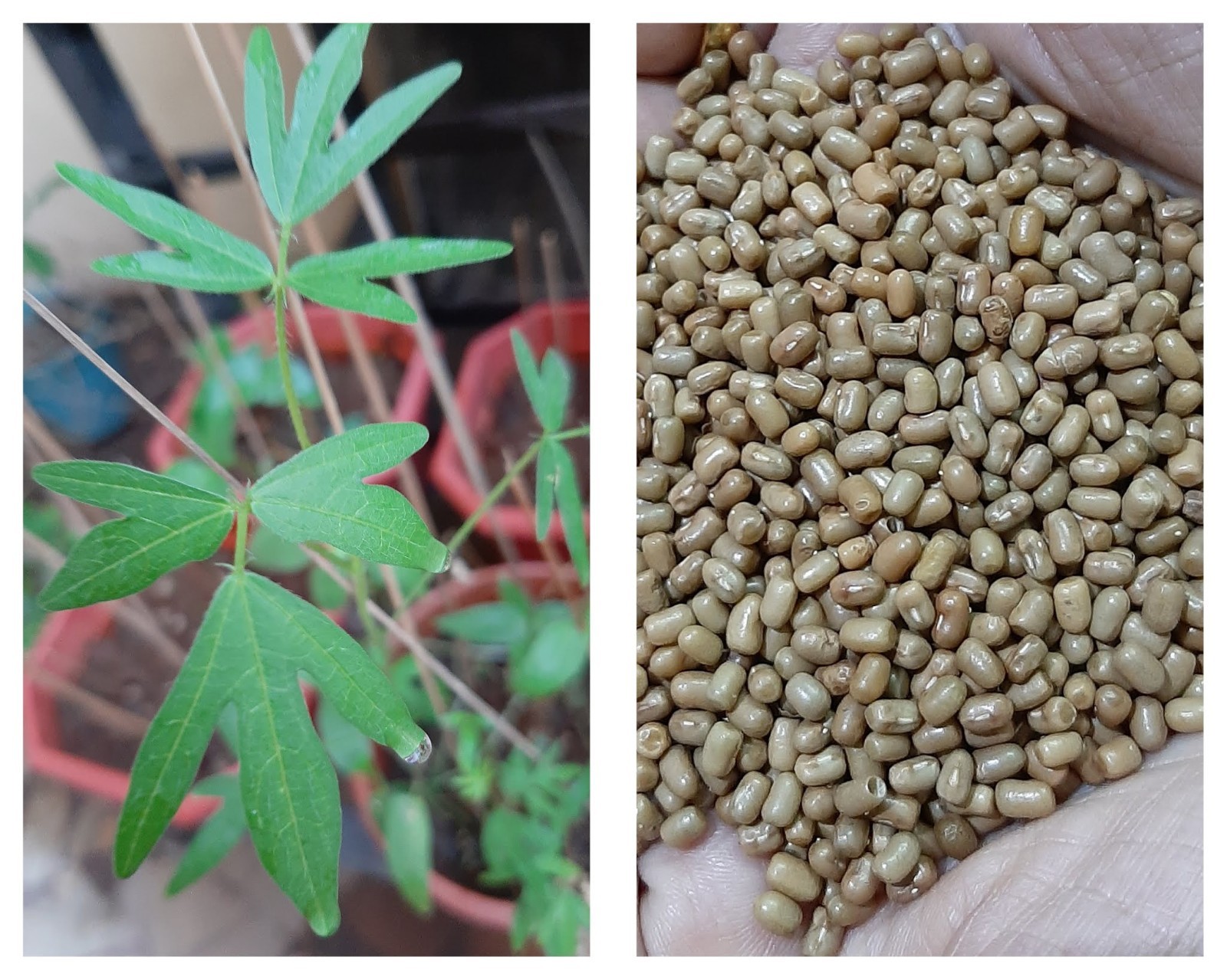 Moth / Muth Bean Seeds (50) / Bush Bean / Heat Tolerant / Easy / RARE gallery