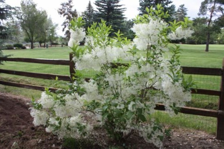 The White Fringe Is A Deciduous Tree Turned Golden Yellow Single Trunk Quart Pot gallery