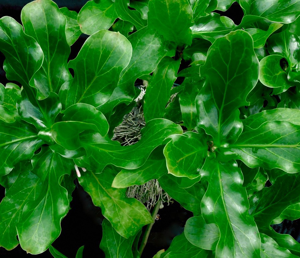 Squamellaria major F3 plants-beautiful caudexed epiphytic ant plant-nice flowers gallery