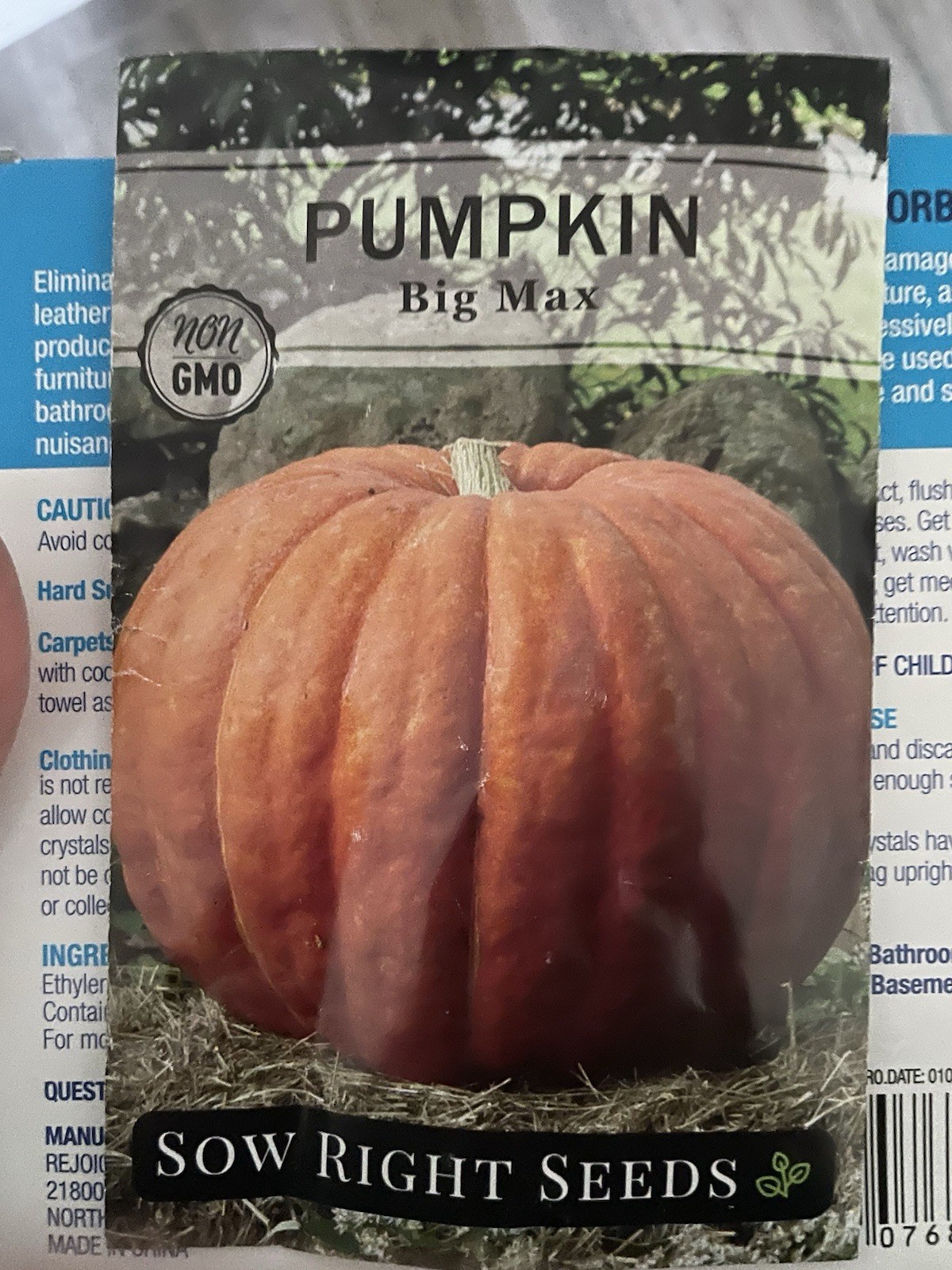 Sow Right Seeds - Big Max Pumpkin for Planting - Non-GMO Orange gallery