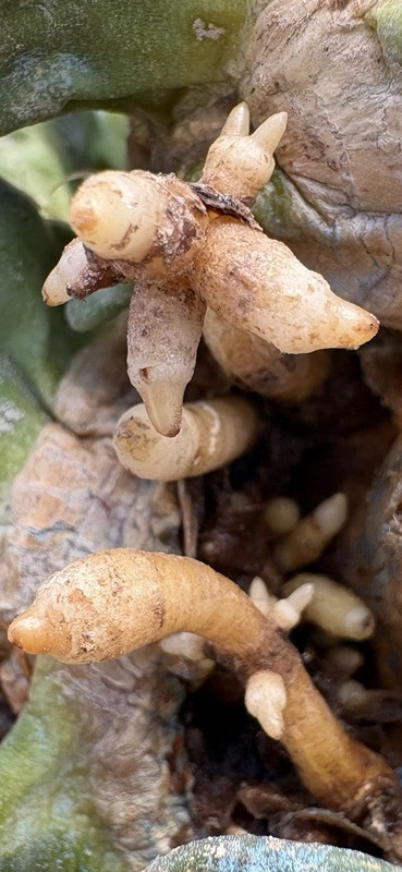 A. Trigonus gallery