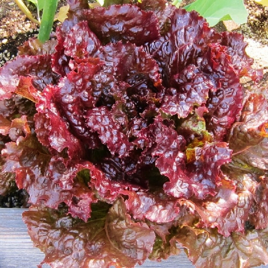 Ruby Red Lettuce Seeds 600+ Vegetable Garden Heirloom NON-GMO USA FREE SHIPPING gallery