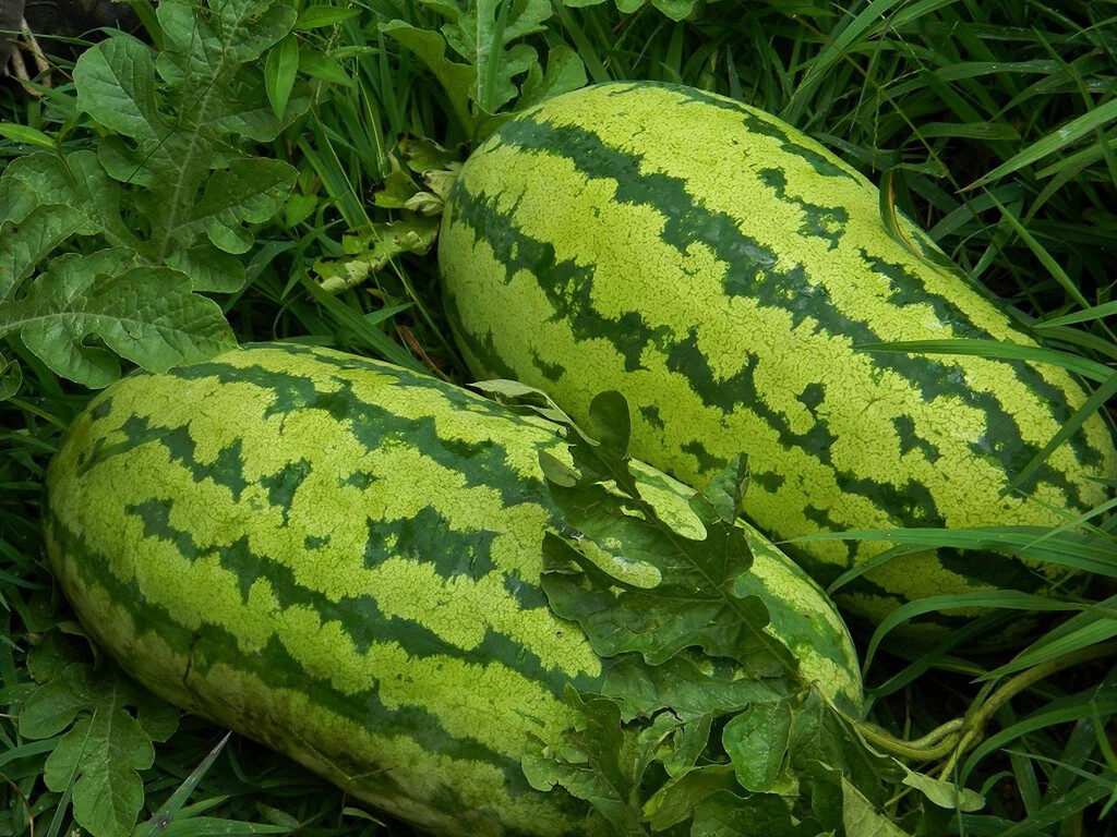Georgia Rattle Snake Watermelon Seeds, NON-GMO, Gypsy Watermelon, FREE SHIPPING gallery