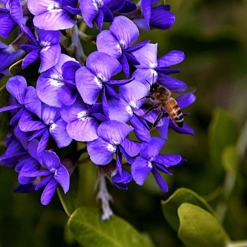 TEXAS MOUNTAIN LAUREL FLOWER TREE SEEDS (Sophora Secundiflora) Mescal Bean gallery