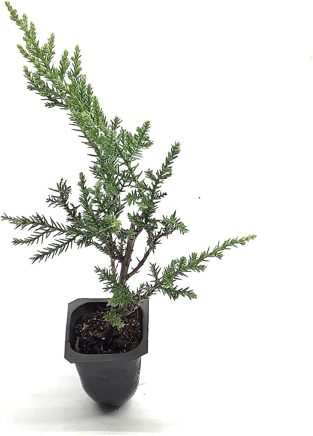 Kallay Juniper - Live Plants - Juniperus Chinensis - Drought Tolerant Cold... gallery