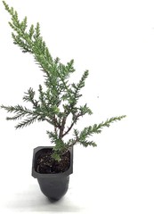 Kallay Juniper – Live Plants – Juniperus Chinensis – Drought Tolerant Cold…