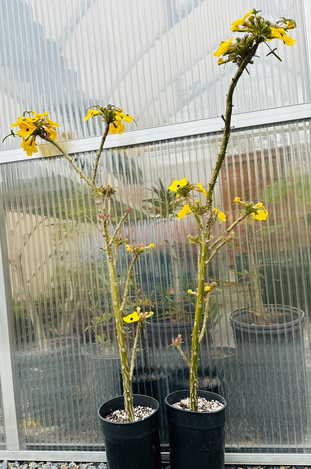 Uncarina decaryii gallery