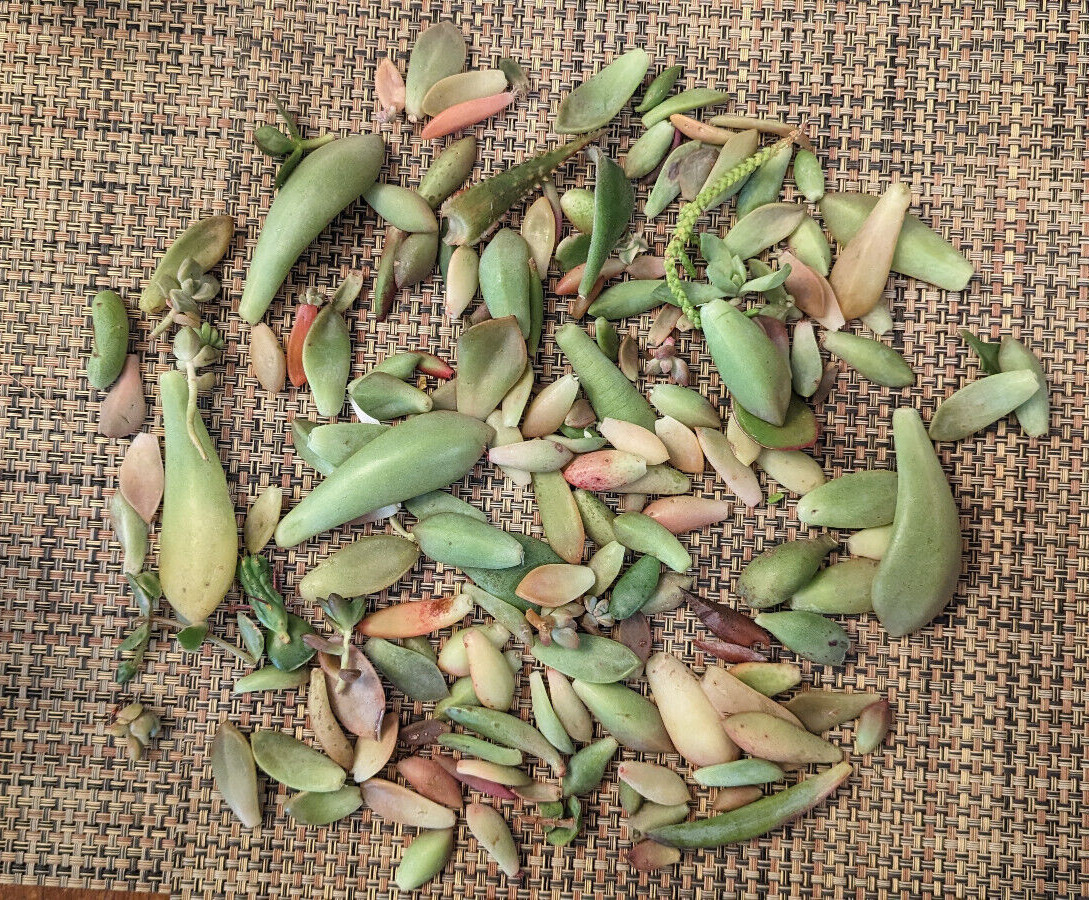 1/2 LB SUCCULENT LEAVES FOR PROPAGATION - 25+ VARIETALS - AT LEAST 5 RARE gallery