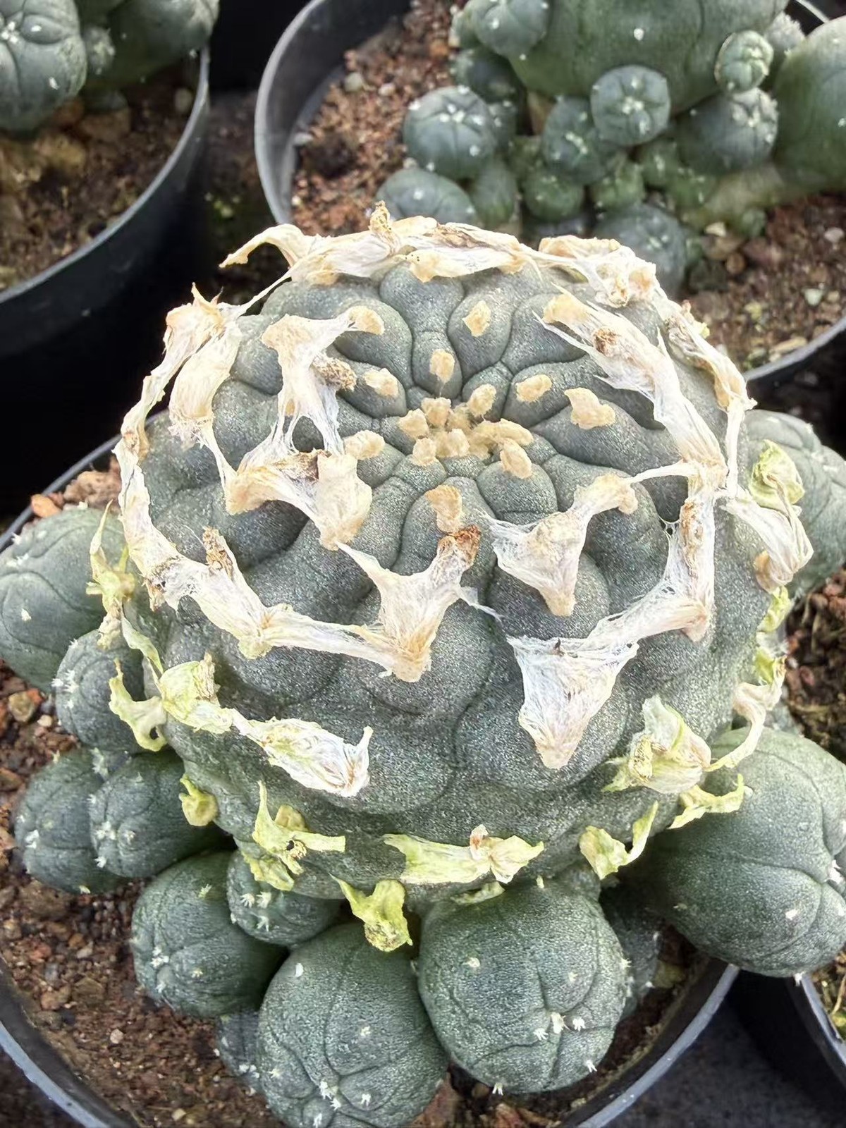 Succulent Plant cactus LW Multi Heads home Garden beautiful pot 5-7CM gallery