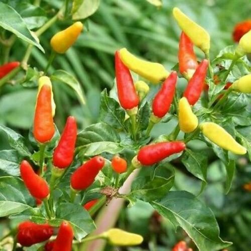 Tabasco Pepper Seeds | Non-GMO | Free Shipping | Seed Store | 1015 gallery