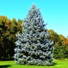 Colorado Blue Spruce Tree Seeds - For 2026 Planting Cold-Hardy Green Evergreen gallery