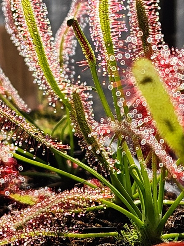 CARNIVOROUS PLANT 4 PACK- LIVE-SBCI (Sundews) gallery