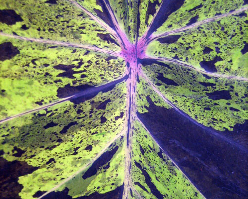 Mojito Colocasia / Elephant Ear /Taro - Large 1 Gallon Pot gallery