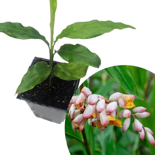 Ginger Cardamom Plant (Alpinia nutans) in 2.5 inch Pot | Live Shellflower, gallery