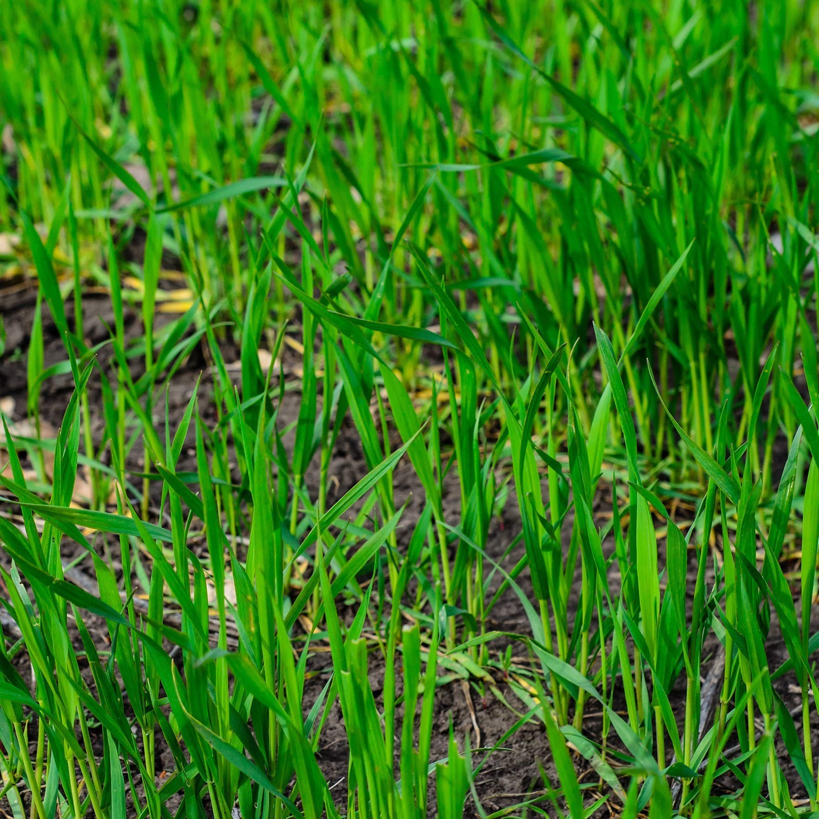 NoTill Winter Rye Seeds 5 Lbs NonGMO Cover Crop for Soil Health gallery