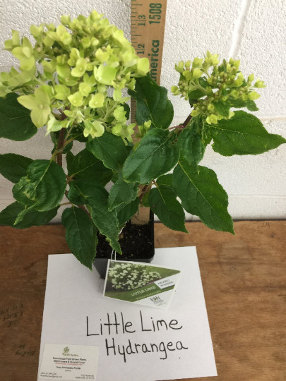 LITTLE LIME Panicle Hydrangea PP#22330 gallery