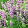 3000 LEMON MINT FLOWER & HERB SEEDS | 3000 SEEDS "BEE BALM" Non-GMO, Heirloom US gallery