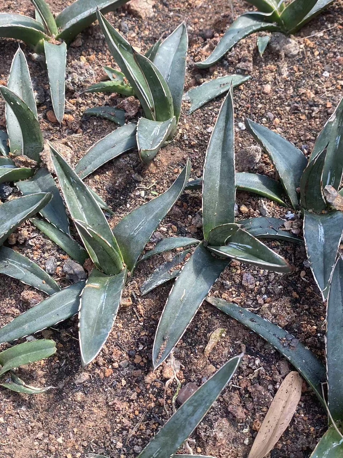 8-13cm Agave nickelsiae RareAgave Succulent Plant Garden Décor Boutique gallery