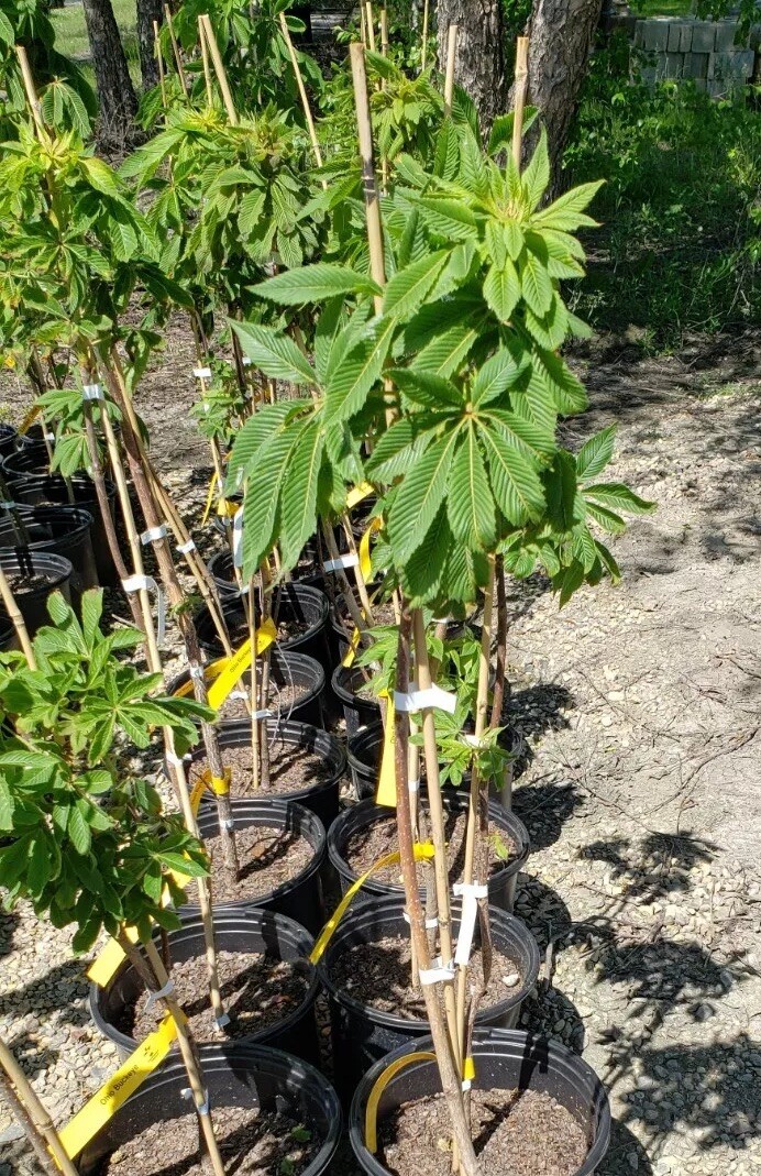 Ohio Buckeye 24'-48" Potted Tree Aesculus glabra #3 Containers gallery