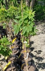 Ohio Buckeye 24′-48″ Potted Tree Aesculus glabra #3 Containers