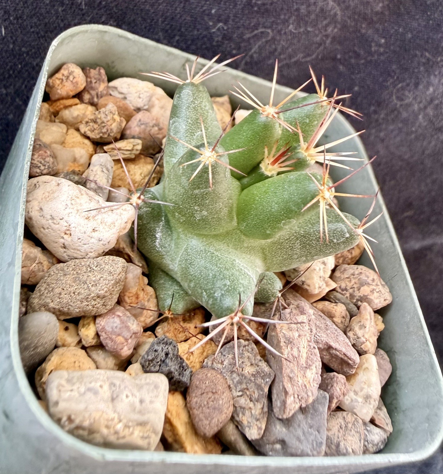 Coryphantha macromeris ssp. runyonii gallery