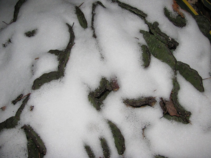 Eastern Prickly Pear Cactus WINTER / COLD HARDY IN BUFFALO NY Succulent Plant gallery