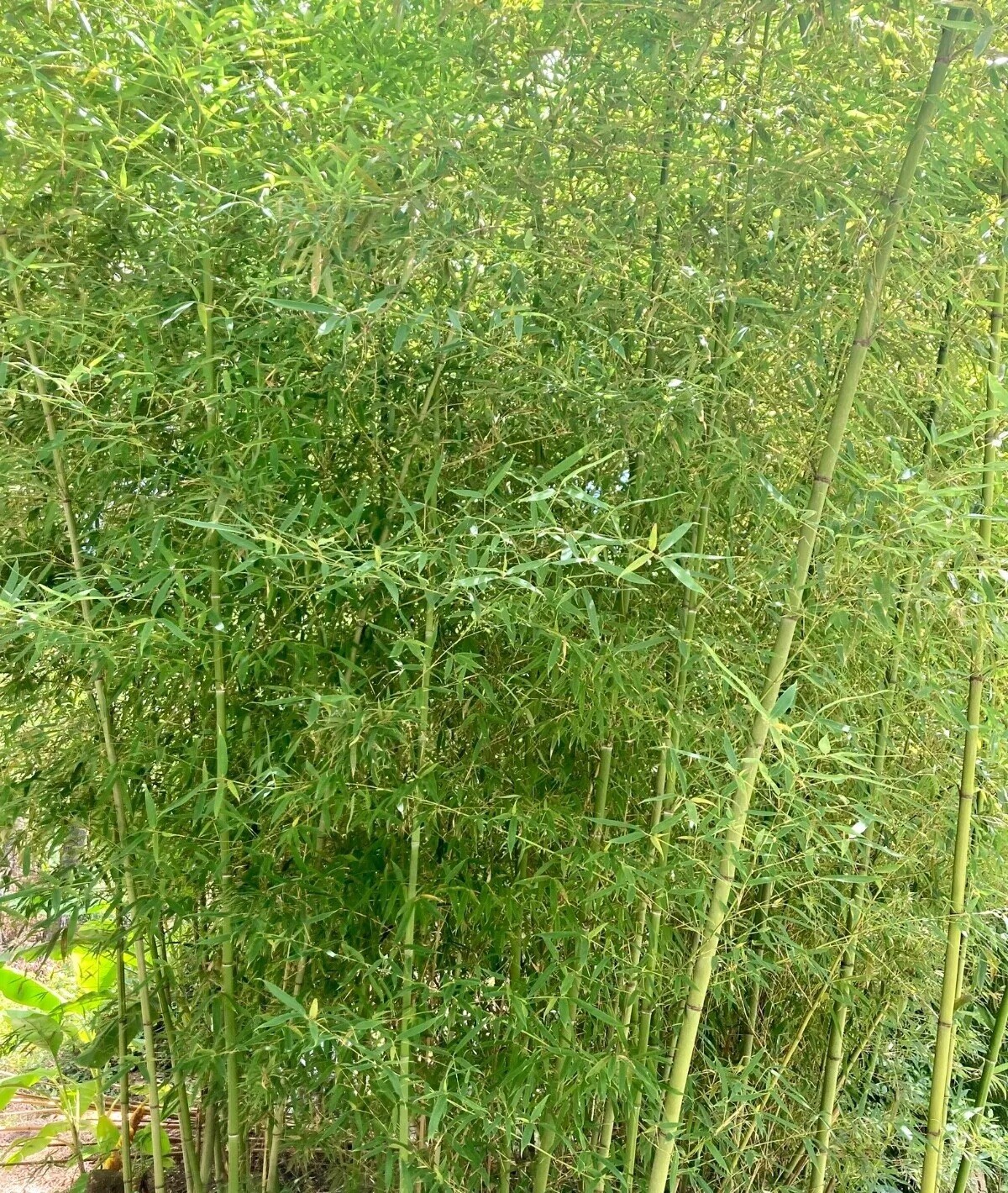NEW QTY IN STOCK Live Phyllostachys vivax rhizomes x10 (Chinese timber bamboo) gallery