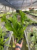 Green Flame Fern Microsorum punctatum 6" Pot Rare Crested Elkhorn Fern gallery