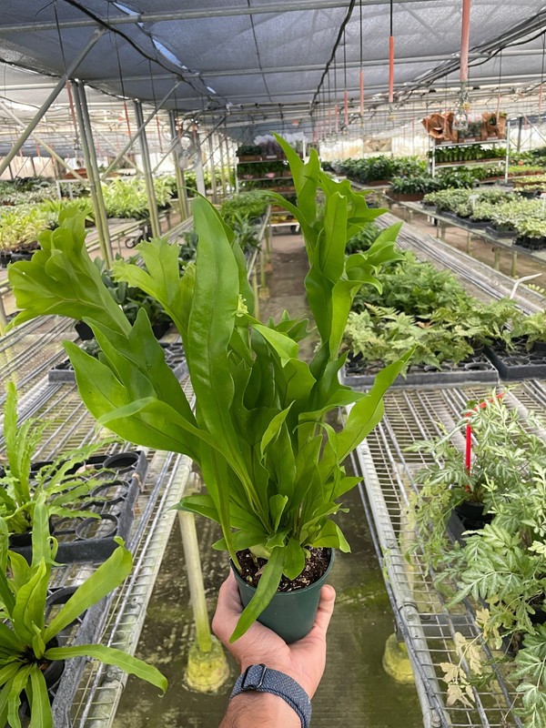 Green Flame Fern Microsorum punctatum 6" Pot Rare Crested Elkhorn Fern gallery