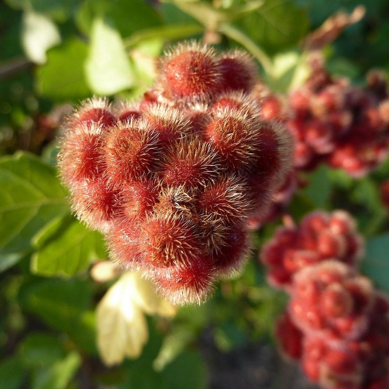 FRAGRANT LEMON SUMAC Rhus Aromatica 10,20,40 SEEDS gallery
