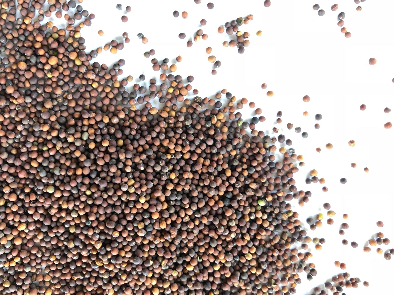 Red Kale 16 Ounces Microgreen Sprouting Seeds gallery