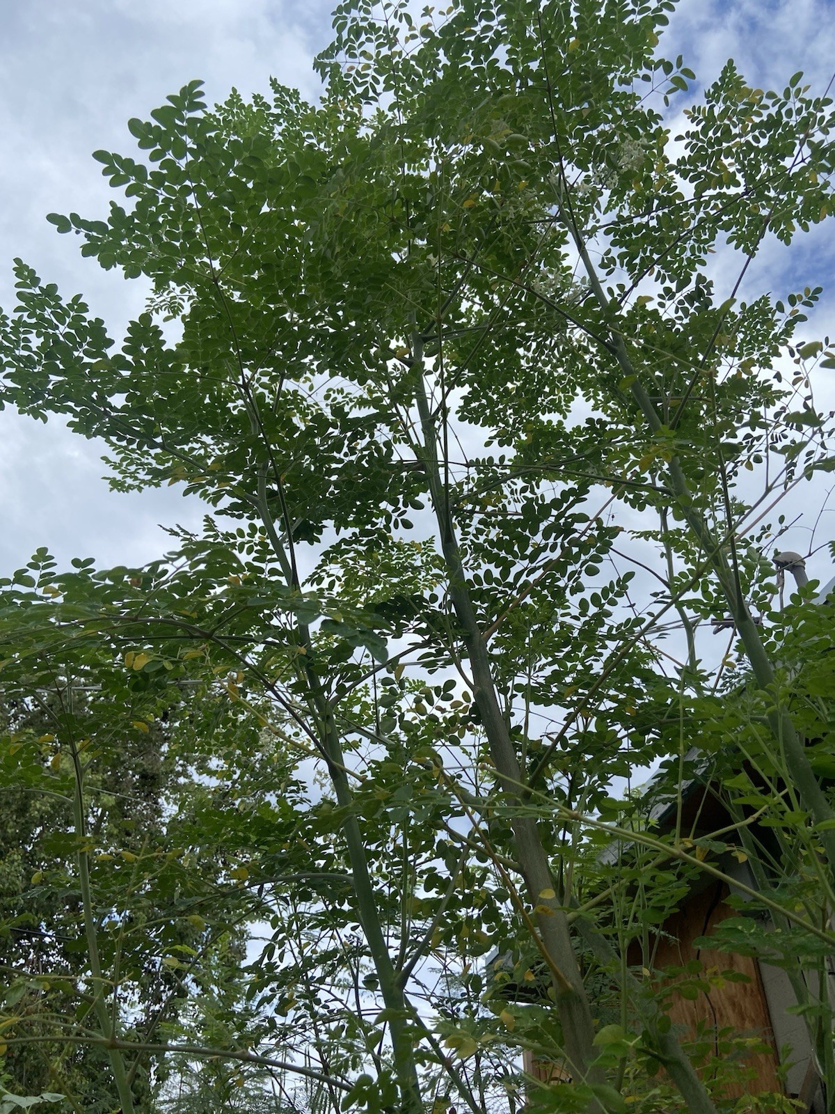 Moringa Oleifera Tree 5-10”. Live Plant 100% Organically Grown gallery