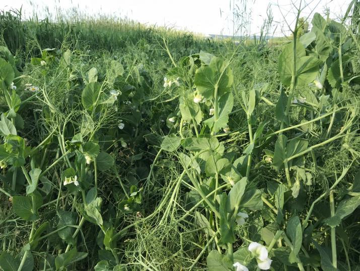 Keystone Winter Pea Seed gallery
