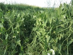 Keystone Winter Pea Seed