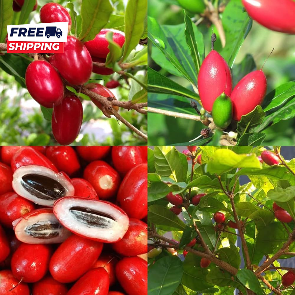 35+Tropical Miracle Berry Fruit Seed for Planting Outdoor-Edible Berries Plant Y gallery
