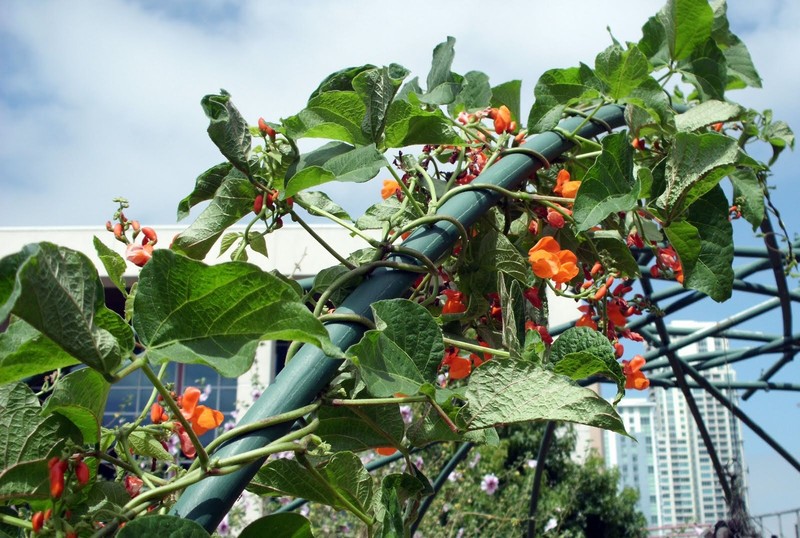 Scarlet Runner Beans, Non GMO - Heirloom, EDIBLE & ORNAMENTAL, AWESOME RED COLOR gallery