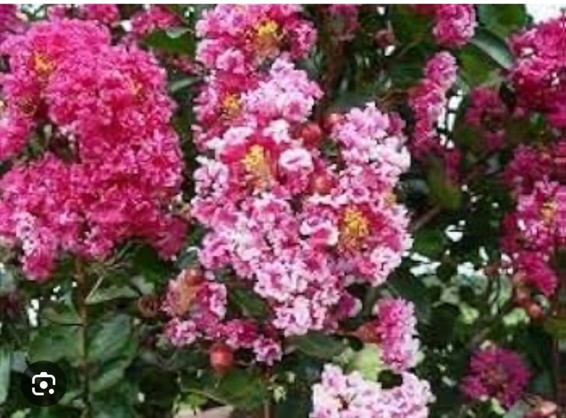 Raspberry Sunday Crape Crepe Myrtle Starter Lagerstroemia Small STARTER Plant gallery