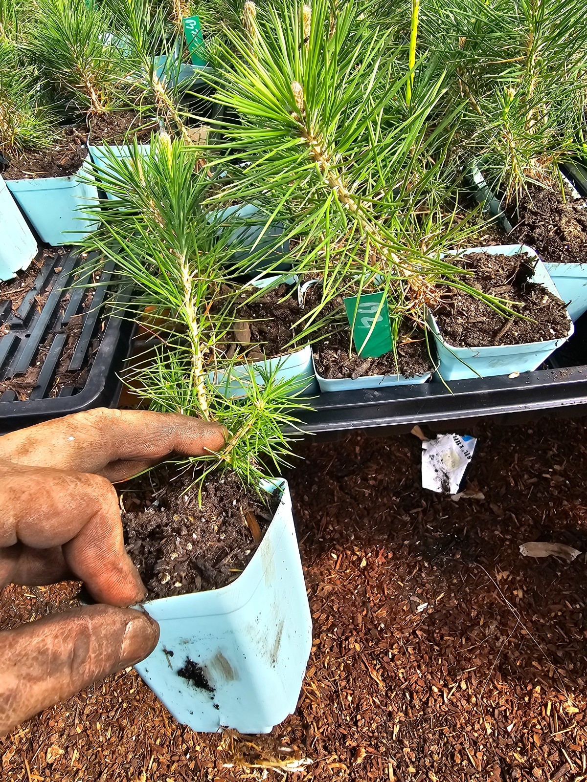 ONE small BLACK JAPANESE BONSAII pine TREE growing in 3" pot gallery