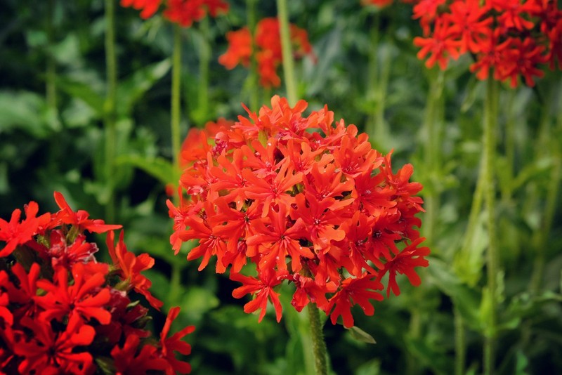 70 RED LYCHNIS Chalcedonica / Rose Campion / Catchfly Flower Seeds *Flat S/H gallery