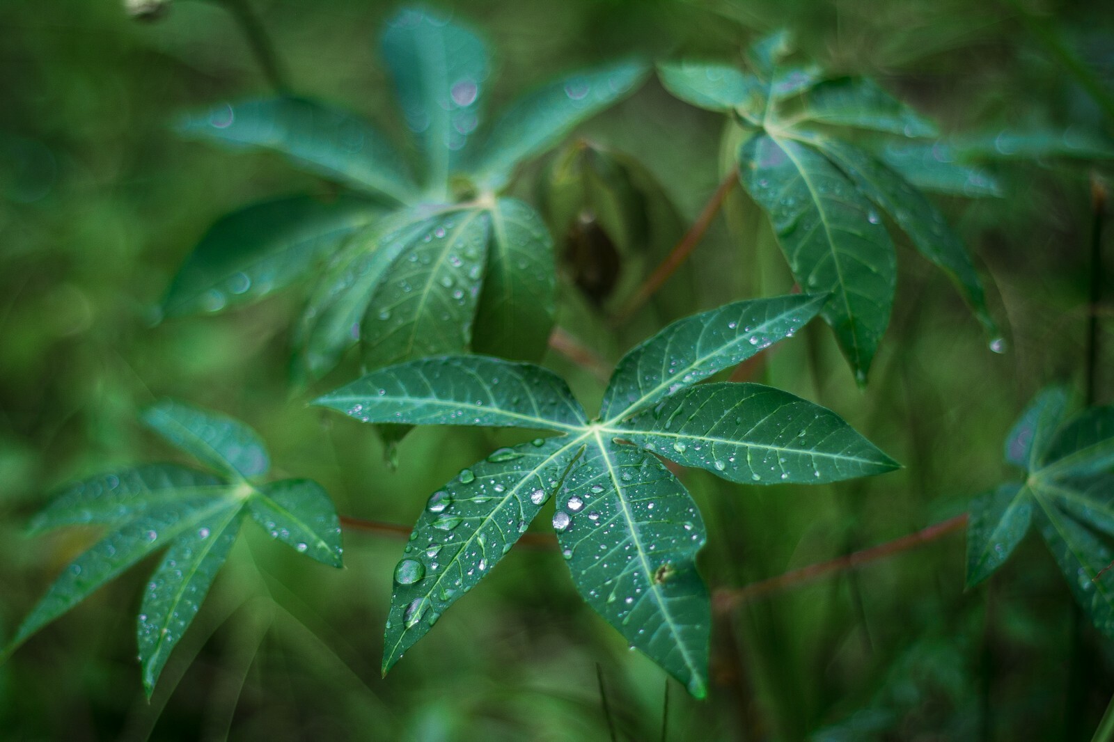 5 RARE Seeds - Tapioca Plant Seed - Cassava Manihot esculenta -See Description gallery