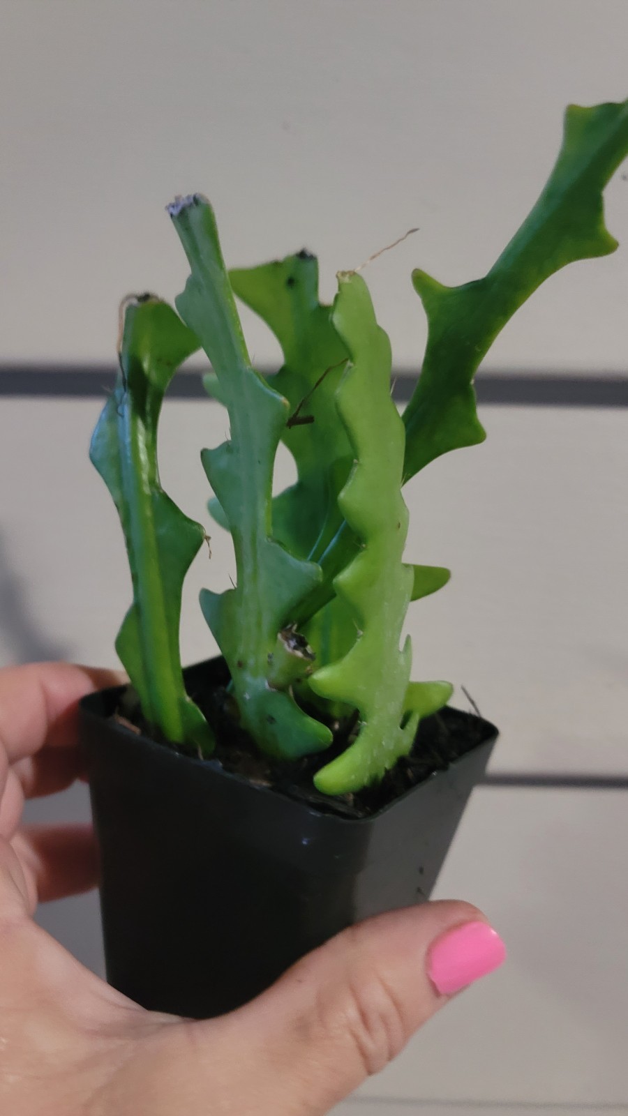Zig Zag Cactus Ric Rac Orchid Live Plant gallery