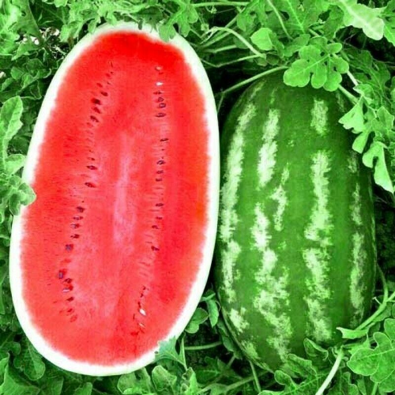 35+ Giant Watermelon seeds Astrakhan Sweet Ukrainian Russian Heirloom US Seller gallery