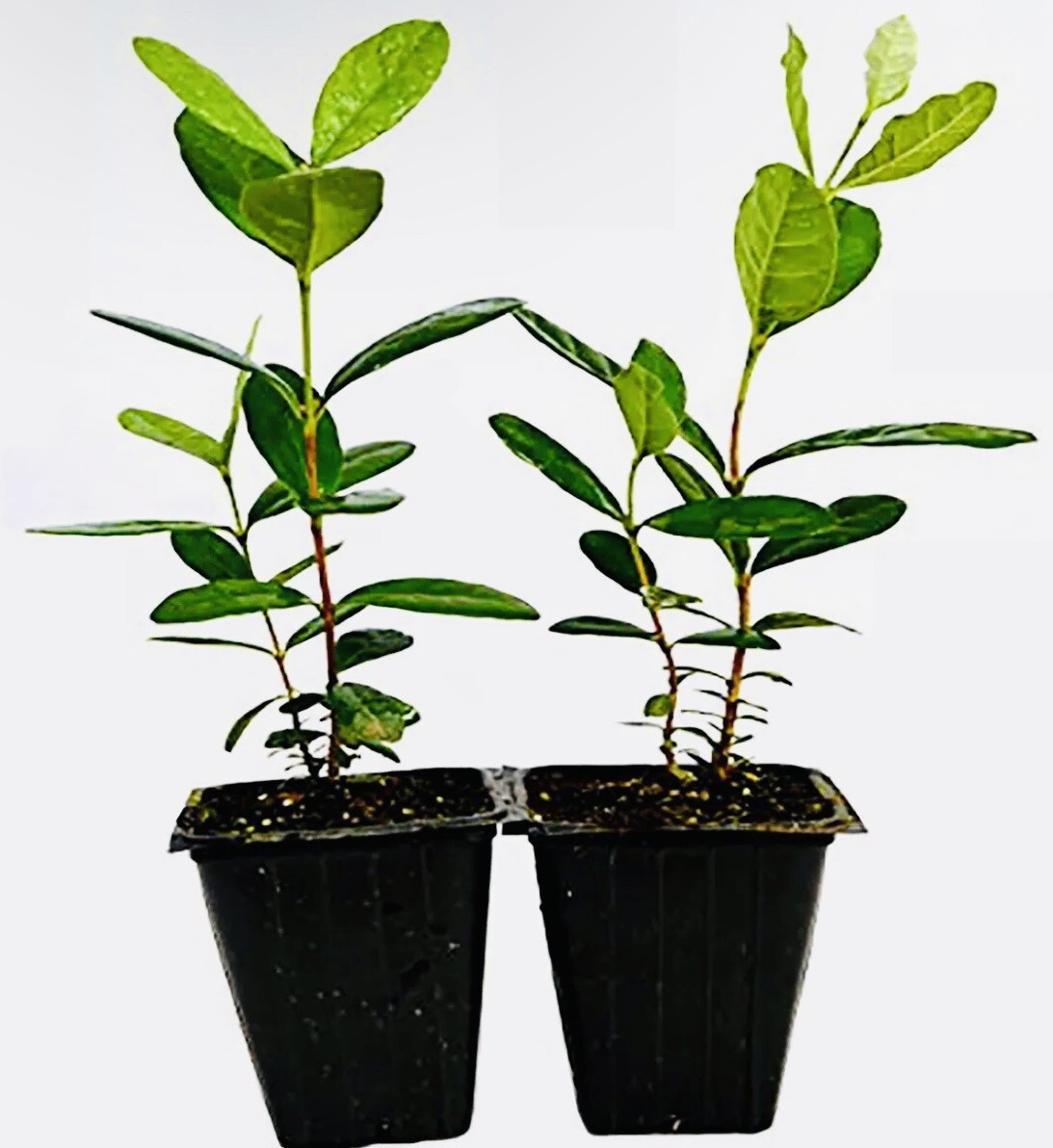2 PACK PINEAPPLE GUAVA TREE PLANT GREENHOUSE BEST GIFT LIVE PLANT GUARANTEED gallery