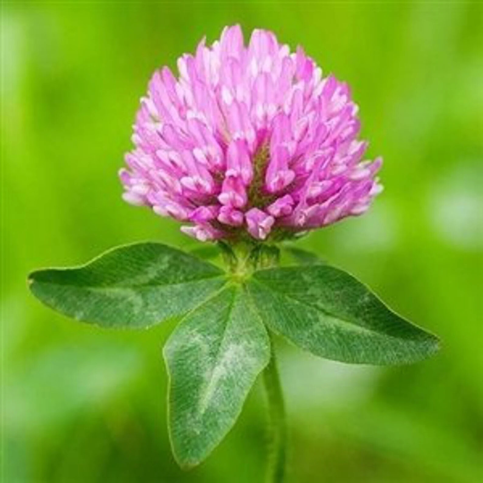 Medium Red Clover Seed gallery