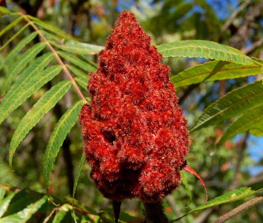 Ground Sumac All Natural 3 Ounces gallery