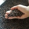 2025Aug. NEW! water spinach ong choy 4000+ seeds （200g） Vegetable gallery