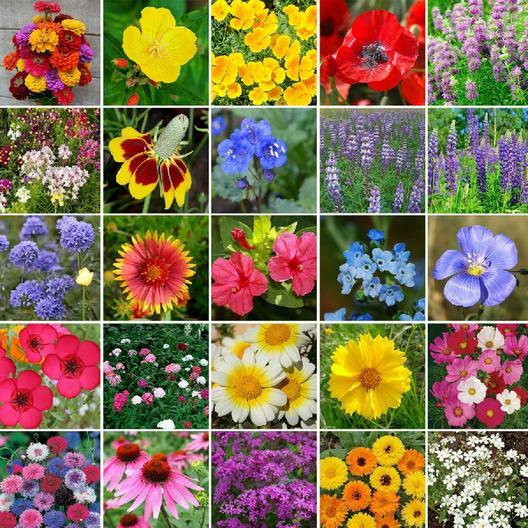 Landscaper's ALL HEIRLOOM BLEND w/ Perennials Wildflower Mix Non-GMO 5000 Seeds gallery