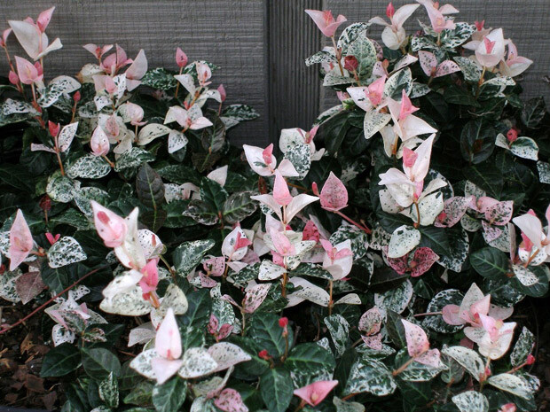 Snow N Summer™ Asian Jasmine Vine - Live Plant - ( 1 QT ) gallery