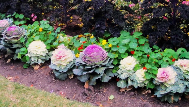Mixed Ornamental Cabbage/Kale Seeds Smooth Round-Leaf Osaka Pink Fresh 2026 🇺🇸 gallery